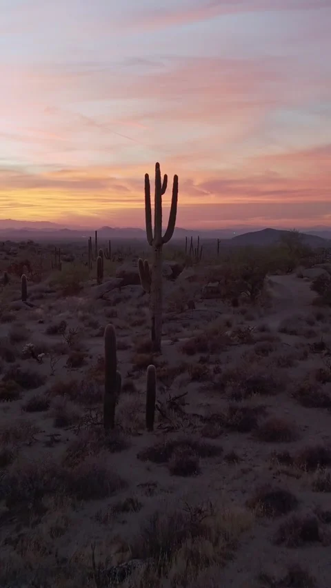 Vertical Ratio Desert Sunset Drone Saguaro Cactus Fly By Stock Footage 343881922