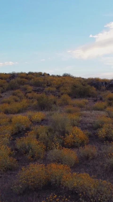 Vertical Ratio Drone Footage Of AZ Desert Hillside Covered With Spring Flowers Stock Footage 345415403