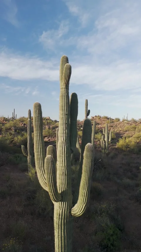 Vertical Ratio Drone View Of A Saguaro Cactus In Arizona Stock Footage 274510356