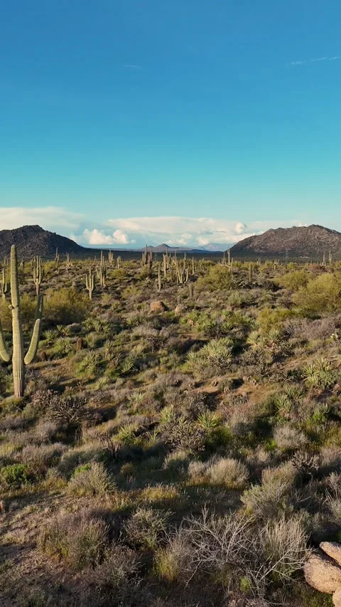 Vertical Ratio Fly Over Of Classic AZ Sonoran Desert Landscape With Saguaros Stock Footage 343878577