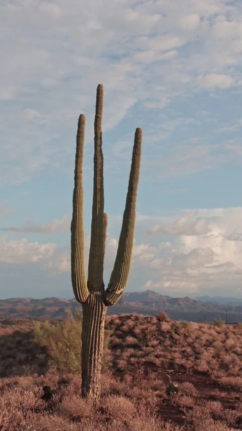 Vertical Ratio Time Lapse Footage Of Saguaro Cactus On Mountain Top Stock Footage 344272204