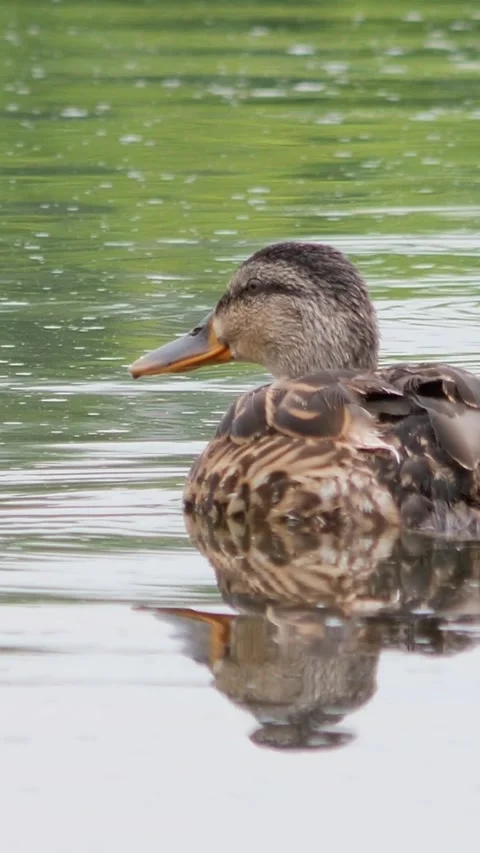 Vertical real-time footage of a mottled brown wild duck drifting slowly and Stock Footage 341647324