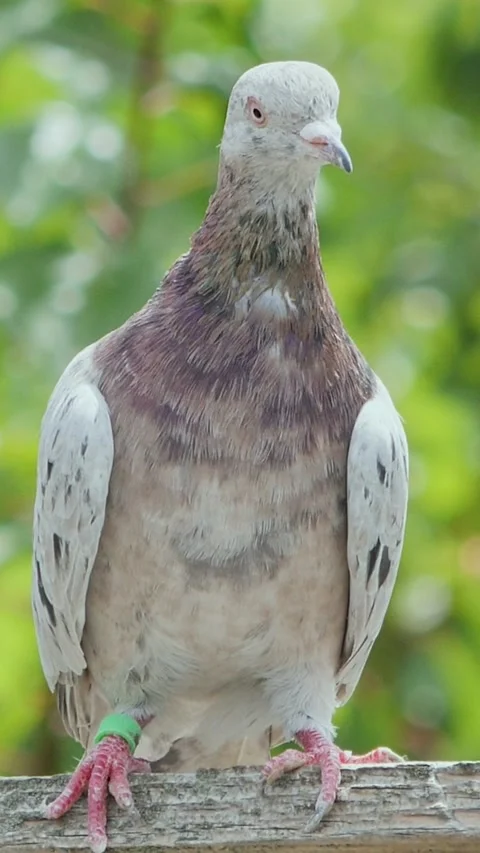 Vertical real-time footage of a thoroughbred breeding pigeon perching quietl Stock Footage 341647264
