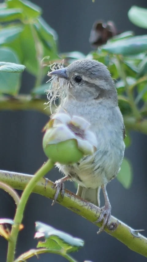 Vertical real-time footage of a wild sparrow bird with nesting material in m Stock Footage 341647570