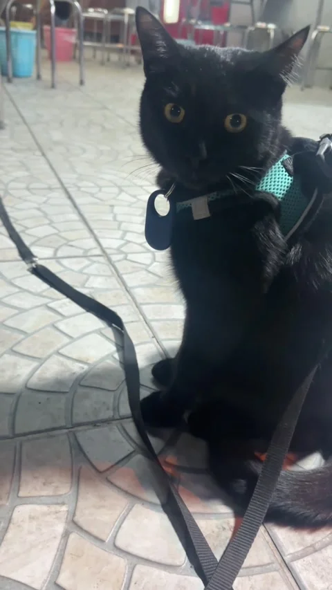 Vertical rear view video of black cat sitting outdoors Stock Footage 325417390