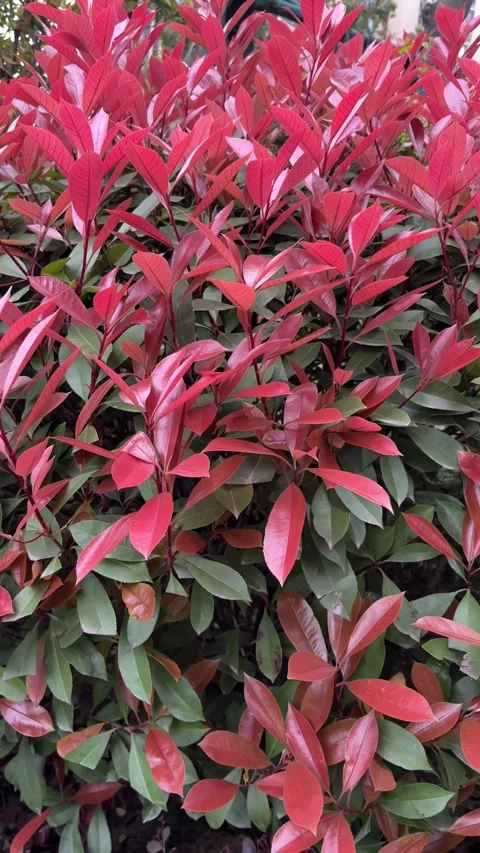 Vertical Red and green leaves of Photinia serratifolia hedge 動画素材 334901602