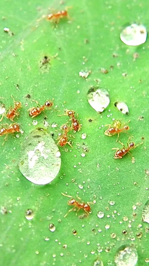 Vertical Red Ants (Formicidae) Drinking Water Drops Leaf 4K Slow Motion Stock Footage 346230103