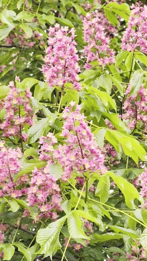 Vertical Red Horse Chestnut Blooming Tree Slow Motion 4K Vidéo 334862775