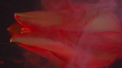 Vertical red nature flower drop paint tulip water Stockbeeldmateriaal 341822673