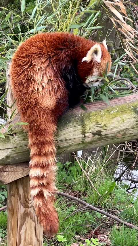 Vertical. Red panda eating bamboo leaves. Stock Footage 337240814