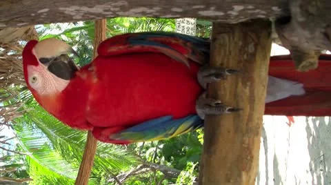 Vertical red parrot Stock Footage