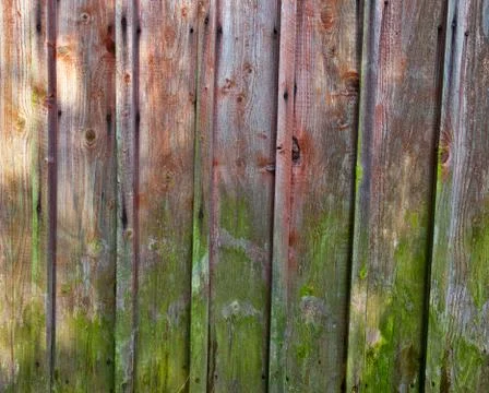 Vertical red plank wall with mold Stock Photos