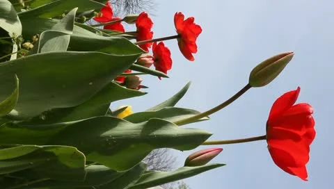 Vertical red tulips Stock Footage 11019810