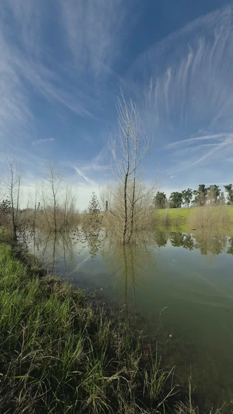 Vertical reflection of flooded trees by a grassy levee under cirrus clouds Video stock 331164671