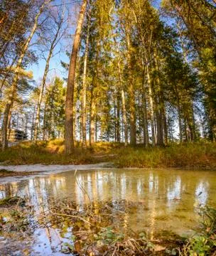 A vertical reflection of pine tree from waterlog in a nordic country Stock Photos
