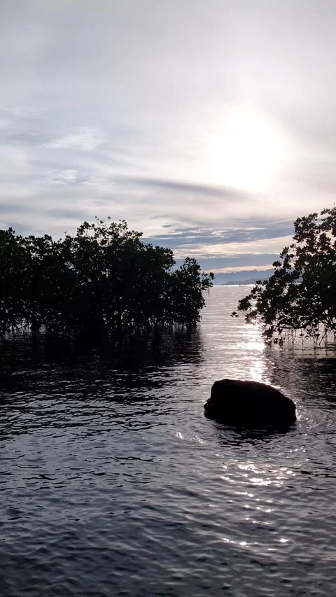 Vertical Relaxation Ocean Reflection with Mangrove – Mobile Background Video Stock Footage 334023051