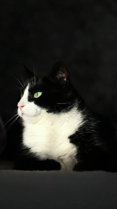 Vertical. Relaxed tabby cat sitting on couch, golden sunlight highlighting Stock Footage 315101764