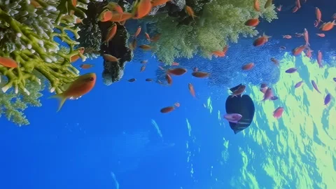 Vertical relaxing video about dance of tiny orange fish in underwater corals. Video stock 274034595
