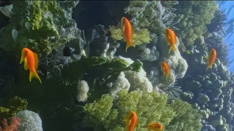 Vertical relaxing video about small orange fish near soft, swaying corals. Stock Footage 274034444
