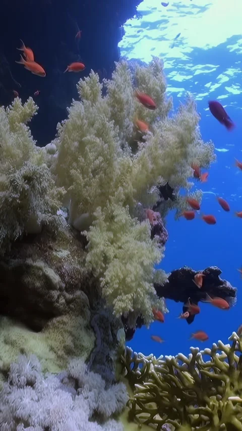 Vertical relaxing video about tiny orange fish to interact with soft corals. Video stock 260825123