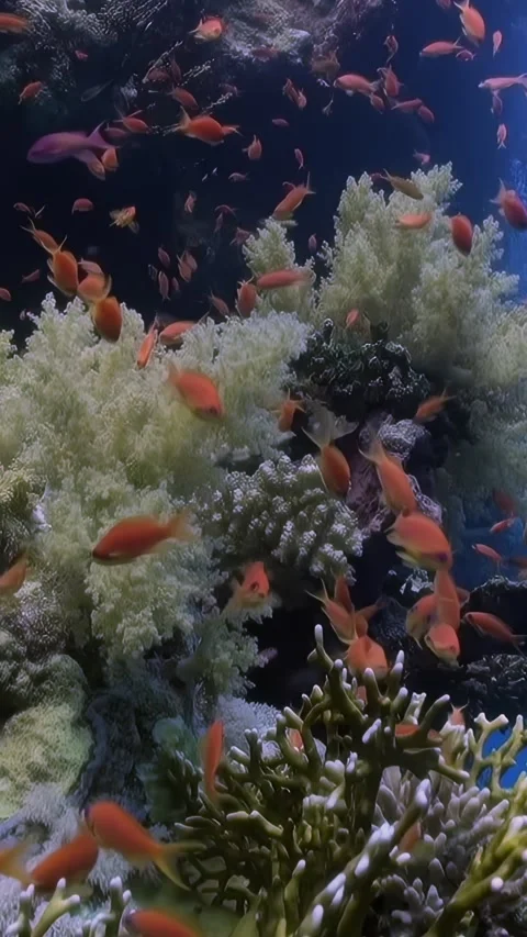 Vertical relaxing video about tiny orange fish and soft underwater corals. 스톡 동영상 260825136