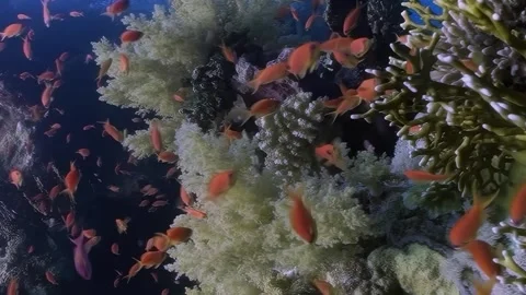 Vertical relaxing video about tiny orange fish and soft underwater corals. 스톡 동영상 261892688