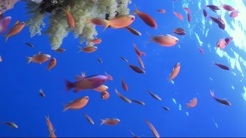 Vertical relaxing video about tiny orange fish playfully explore soft corals. Video stock 274034552