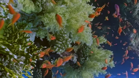 Vertical relaxing video about tiny orange fish and soft underwater corals. Video stock 274034586