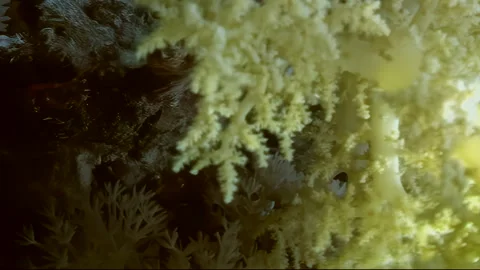 Vertical relaxing video about tiny orange fish near white soft coral. Video stock 274034768