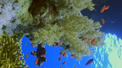 Vertical relaxing video about tiny orange fish to interact with soft corals. Video stock 274034826