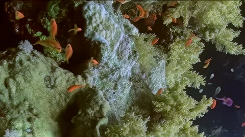 Vertical relaxing video about tiny orange fish swim in crystal clear water. Stock Footage 274034842