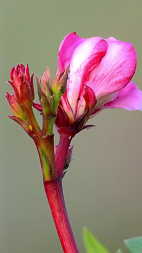 Vertical - Resilient Pink Oleander in Hiroshima Golden Hour, close-up Vidéo 338175506