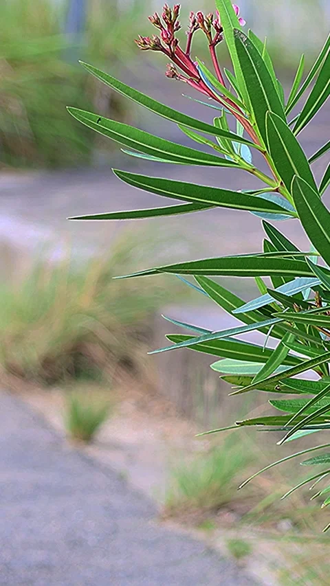 Vertical - Resilient Pink Oleander in Hiroshima Golden Hour, wide shot Stock-Footage 338175528