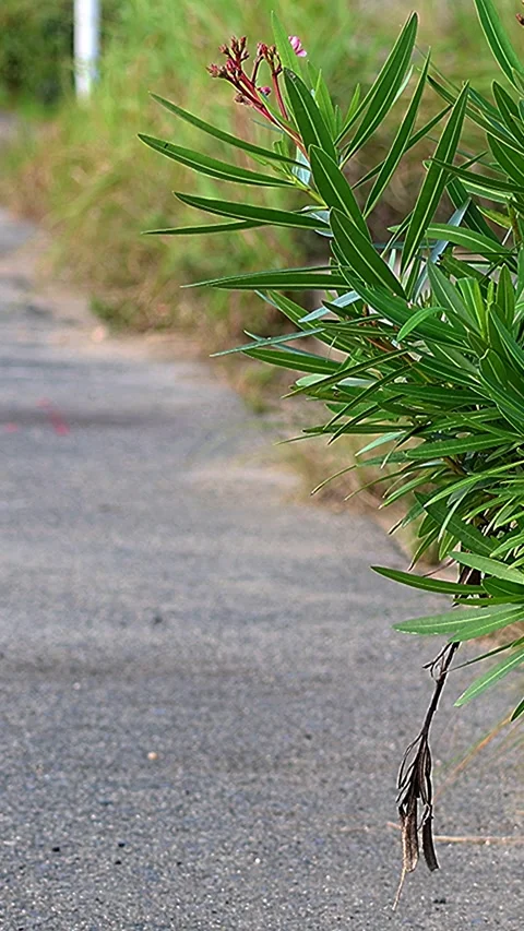 Vertical - Resilient Pink Oleander in Hiroshima Golden Hour, wide shot Stock-Footage 338175610