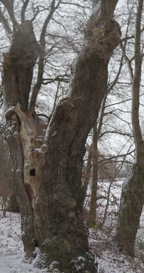 Vertical resolution gnarly dead tree in nature reservate Riddagshausen Video stock 297008312
