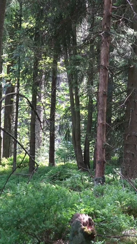 Vertical resolution shot coniferous trees in sunny green summer forest Stock Footage 116087769