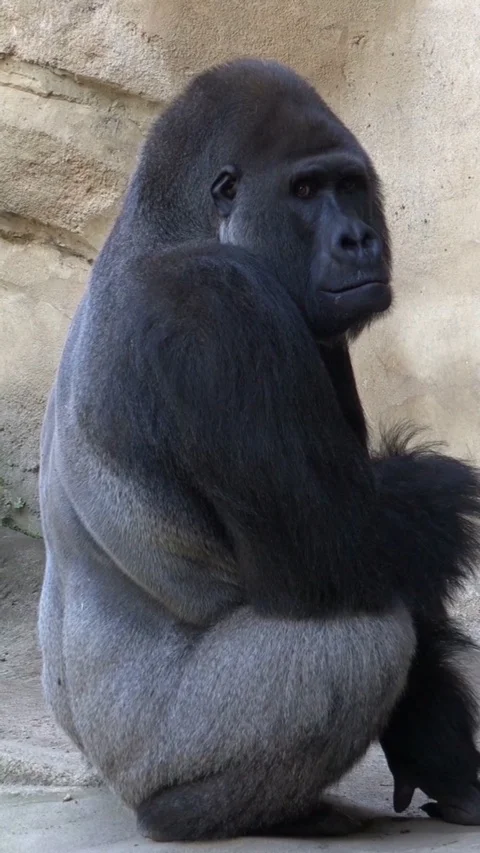 Vertical resolution shot Silverback Gorilla facial expression portrait close up Stock Footage 116366982