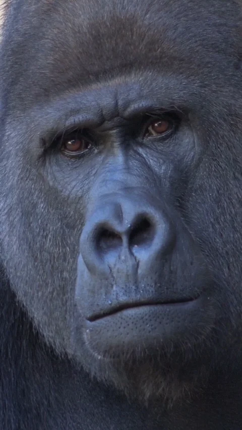 Vertical resolution shot Silverback Gorilla facial expression portrait close up Stock Footage 116367634
