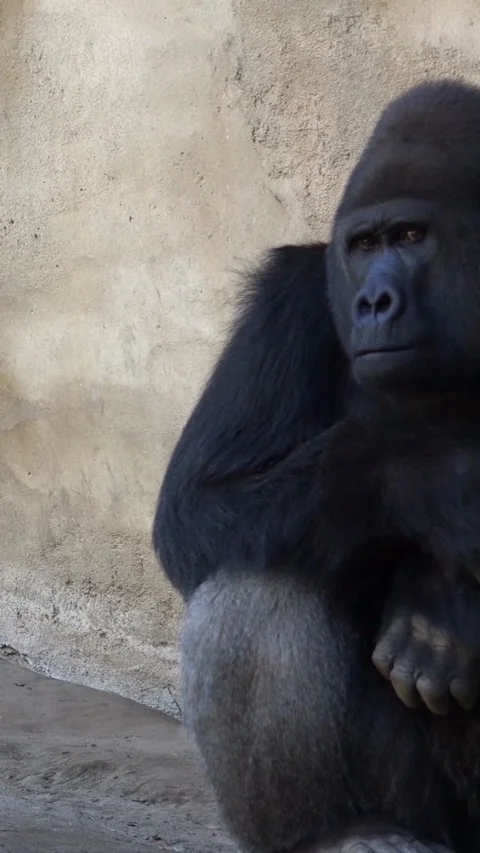 Vertical resolution shot Silverback Gorilla facial expression portrait close up Stock Footage 116368686