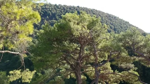 Vertical Reveal Over a Tree Video stock 84956054