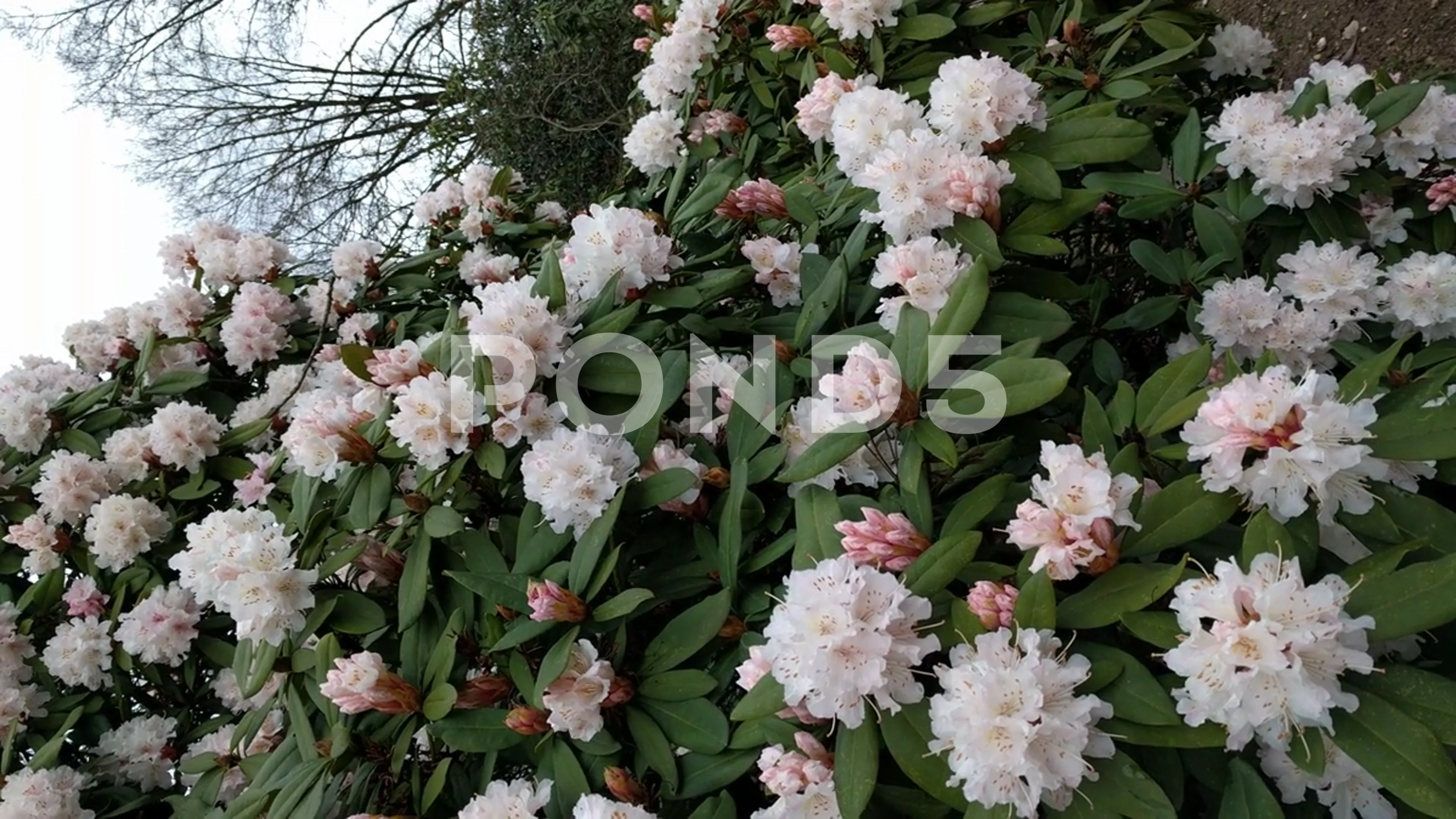 vertical - Rhododendron jacksonii in full bloom
