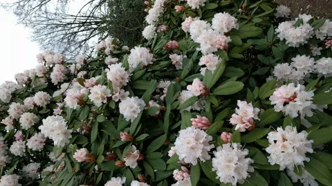 Vertical - Rhododendron jacksonii in full bloom Stock Footage 186971678