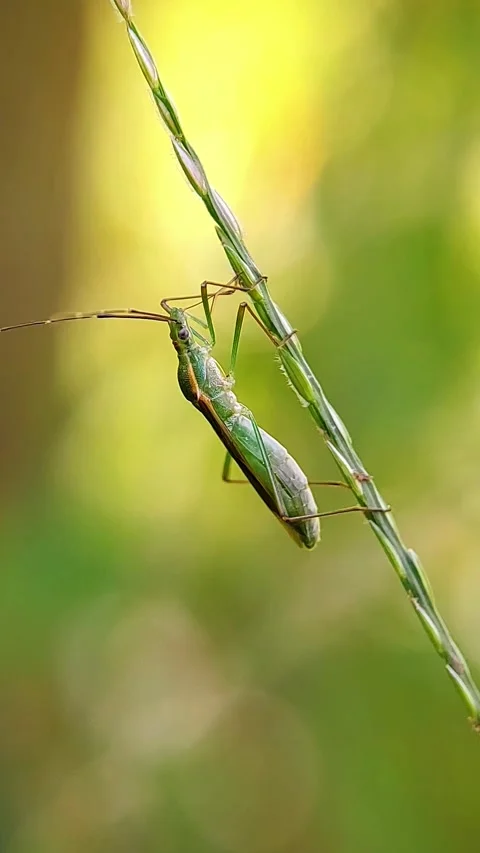 Vertical Rice Bug (Leptocorisa) Clinging Grass Stem 4K Slow Motion Stock Footage 346366144
