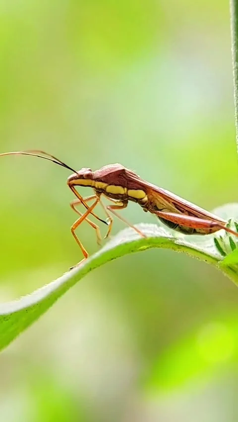 Vertical Rice Bug (Leptocorisa) Moving Antennae 2K Slow Motion Stock Footage 346300936