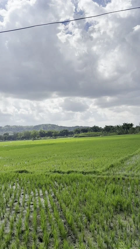 Vertical Rice Field Under Dramatic Cloudy Sky with Slow Motion View Stock Footage 340453784