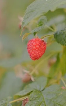 Vertical Ripe Red Raspberry Macro Detail on Green Leaf Stem Fresh Summer Ha.. Foto stock