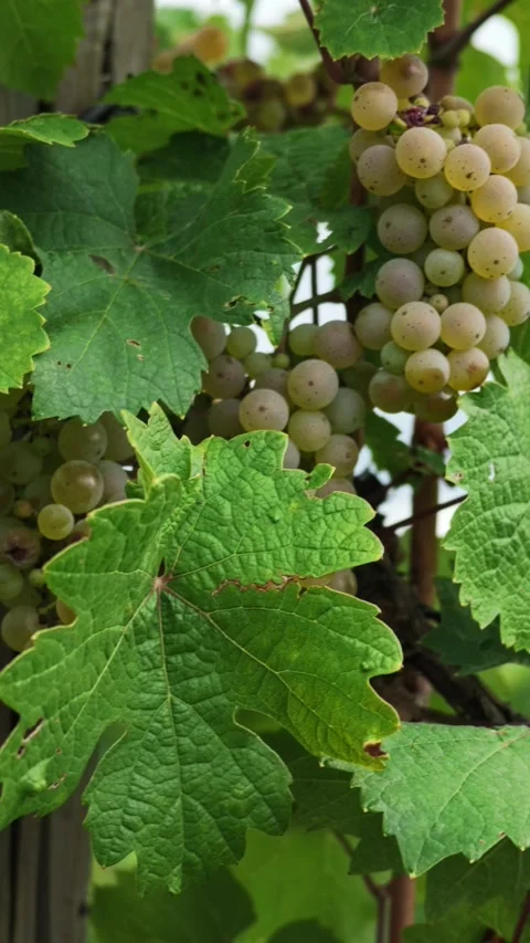 Vertical. ripe white grape clusters hanging from grapevines among green leaves. Stock Footage 345642879