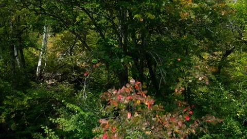 The vertical rise of the copter up through the trees. 스톡 동영상 115856605