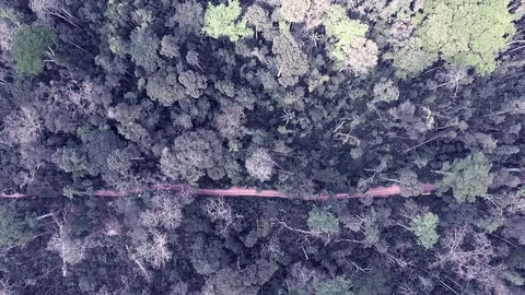 Vertical rising above a path in virgin forest Stock Footage 81062275