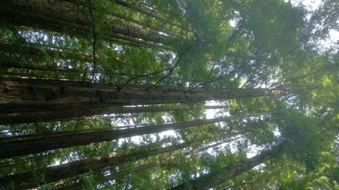 Vertical rising shot of redwood forest Stock Footage 201391908